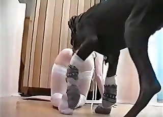 Whore with white stockings gets predominated by a hound