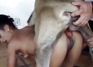Grey mutt having all sorts of fun in this close up video