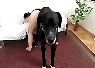 Hairy pussy slut is obsessed with dog shafts