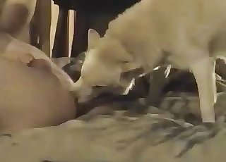 White mutt leisurely munches my asshole in bed