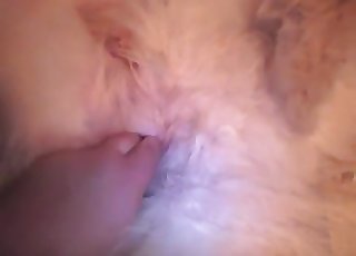 Furry milky dog gets finger-blasted hard
