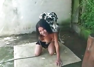 Dalmatian in awesome inexperienced zoophilia