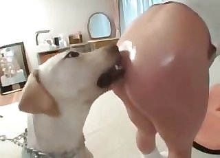 Doggy is having a nice bestiality game