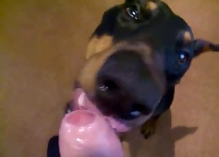 Angry doggy tonguing a big cock on cam