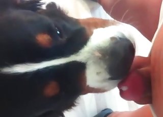 Gorgeous dog licks my loaded pipe