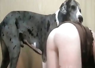 Trained dog licks her wide-opened tight slit