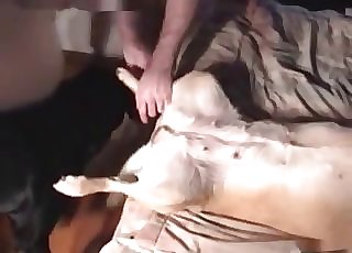 Two dogs passionate love-making