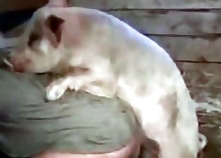 White dog wants to have some intense bestiality fucky-fucky