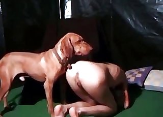 Sweet British hound and naked pussy