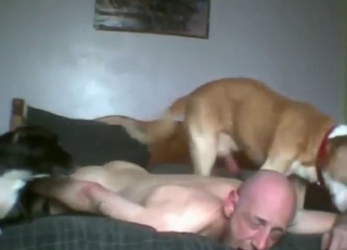 baldie with body wants to get gang-fucked by dogs