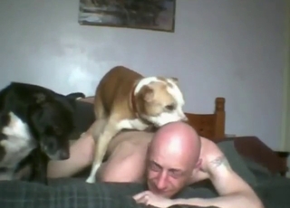baldie with body wants to get gang-fucked by dogs