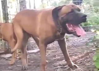 Dogs are going to mate outside with few hurdles