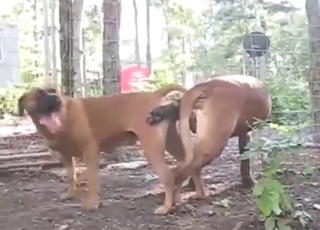 Dogs are going to mate outside with few hurdles