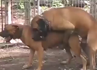Dogs are going to mate outside with few hurdles