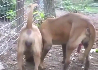 Dogs