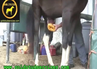 Zoo XXX horse porn movie with a legit orgasm