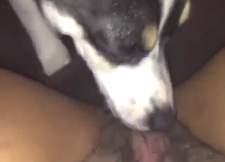 Zealous lady gets her pussy licked by a mutt
