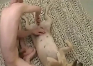 Dude plays around with dog's pussy before sex