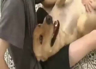 Dude plays around with dog's pussy before sex