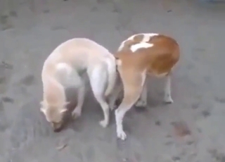 Zoophile porn with two animals being messy