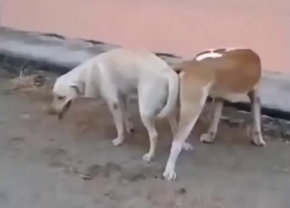 Zoophile porn with two animals being messy