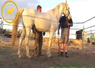 Horse dick is in good hands in this taboo vid