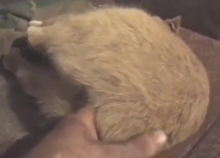 Cat-loving zoophile plays with puss' asshole