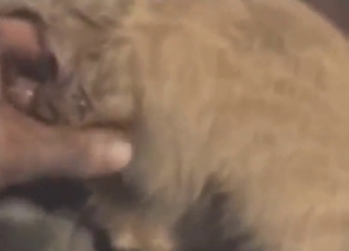 Cat-loving zoophile plays with puss' asshole