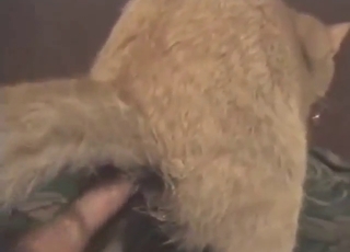 Cat-loving zoophile plays with puss' asshole