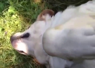 Zoophile porn shows female Lab with ass fingering