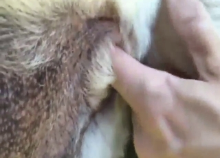 Zoophile porn shows female Lab with ass fingering