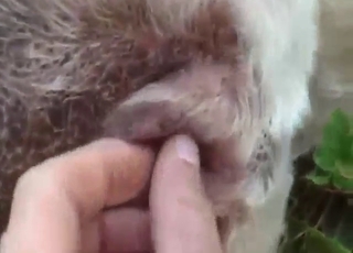 Zoophile porn shows female Lab with ass fingering