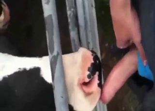 Cow