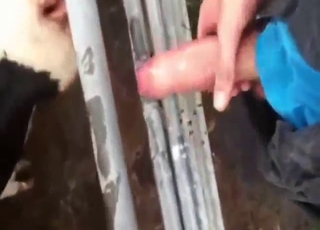 Cow uses its sexy tongue to please a mofo