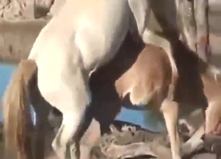 Crazy uncensored outdoor horse and donkey fuck