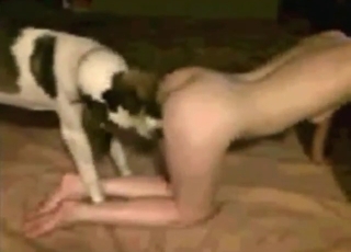 Dog with white and black fur fucks a zoophile