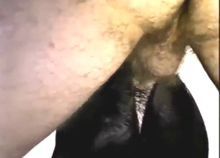 A hot thrust and some gaping for a hot animal