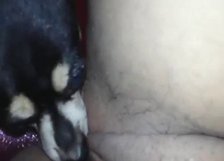 Dildo and dog fucking session with foreplay