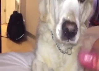 Seductive beast is going to lick that human D