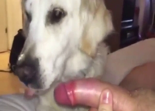 Seductive beast is going to lick that human D