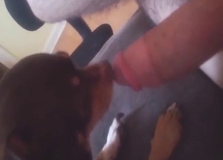 Edgy-looking dog decides to try dick in its mouth