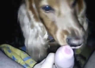 Brown dog is going to lick his mighty fucking dong