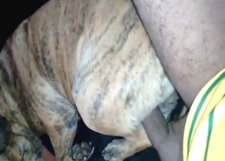 Seductive animal showing off its amazing vag