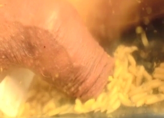 Dude has maggots fooling around in his dick