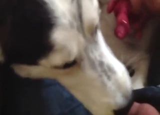 Sexy animal is going to relish the taste of cock