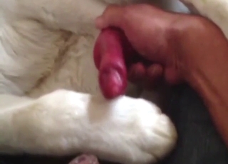 Sexy animal is going to relish the taste of cock