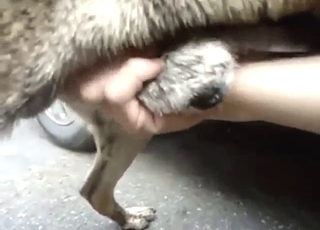 Dog's nice dick enjoying hot pleasure in a JO vid