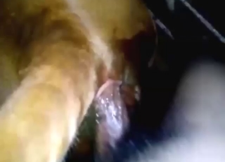 Guy gets busy with a calf and that tasty cunt