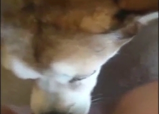 Licking a fat zoophilic pussy in a POV scene