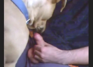 Dog enjoys licking a nice boner, a tasty one